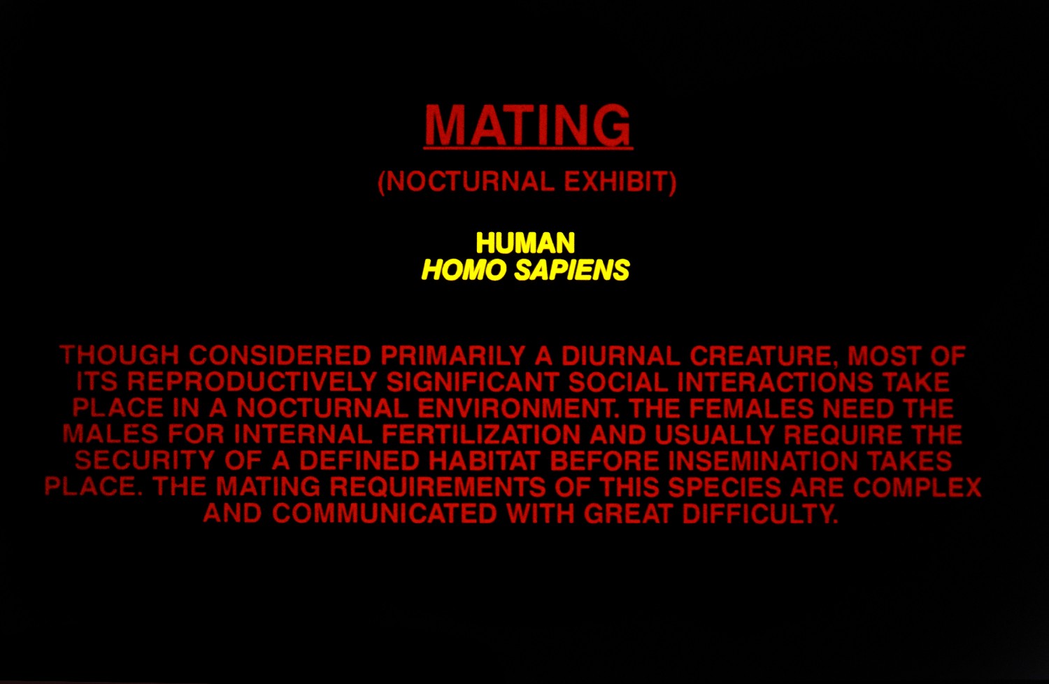 Mating - Homo Sapiens